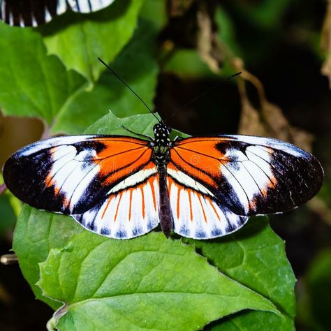 Trans Butterfly, Postman Butterfly, Pacific Grove California Monarch Butterfly, Orange Monarch Butterfly, Monarch Butterflies In Mexico, Colorful Butterflies, Butterflies, Birds, Animals