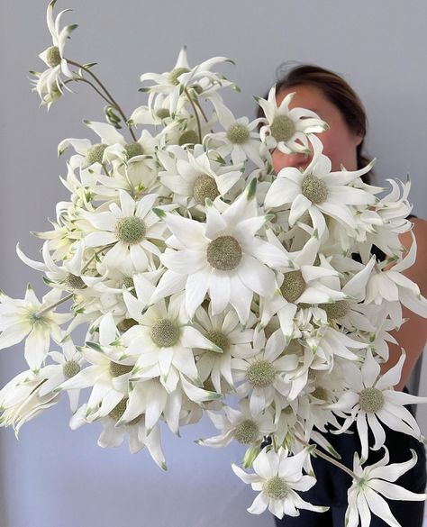 Flannel Flower Wedding Bouquet, Flannel Flower Bouquet, Athol Hall, Bush Christmas, White Spring Flowers, Picnic At Hanging Rock, Australian Natives, Flannel Flower, Australian Native Flowers