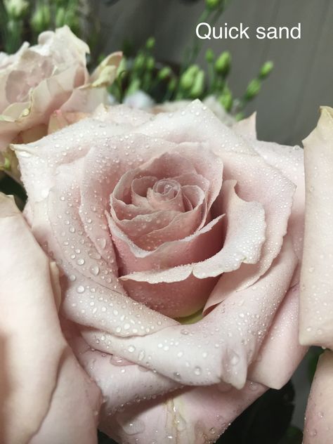 Quick sand rose, perfect for pastel shades Quick Sand Roses Wedding, Quick Sand Roses, Hengrave Hall, Quick Sand, Amnesia Rose, Nude Wedding, Single Flowers, Rose Varieties, Lilac Wedding