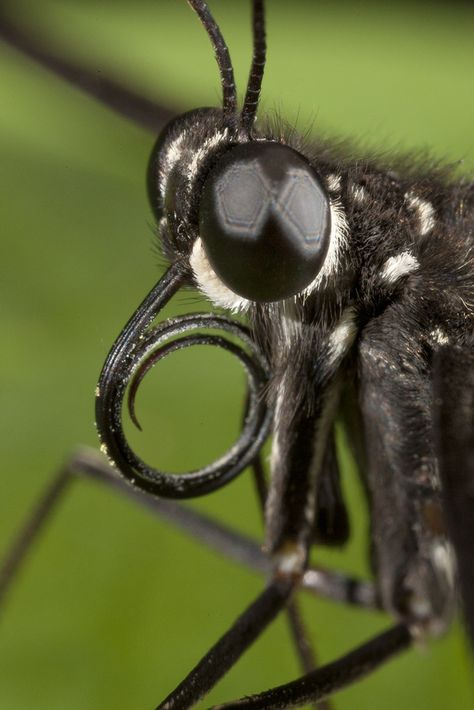 https://flic.kr/p/bD4gui | Butterfly close-up Insect Anatomy, Butterfly Facts, Close Up Art, Insect Photos, Critters 3, San Diego Zoo, Creepy Crawlies, Bugs And Insects, Natural Forms