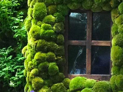 Biomimicry professional and plant designer Joe Zazzera talks about moss wall art as an affordable, maintenance-free way to bring outdoor beauty and calm into the workplace. Cottage Windows, Moss Garden, Moss Wall, The Secret Garden, Green Wall, Tiny Homes, Vertical Garden, Dream Garden, Green Thumb