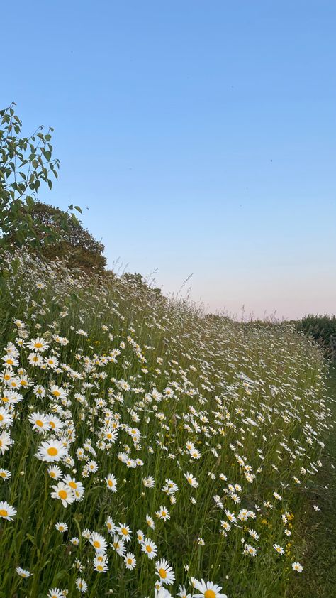 Field With White Flowers, White Meadow Flowers, Sunny Grass Field Aesthetic, Flower Field And Mountains, Flower Field Mountains, Dream Proposal, Field Wallpaper, Field Wedding, Phone Decor