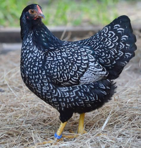 Barnevelder hen. Barnevelder Chicken, Pretty Chickens, Chicken Running, Black And White Chicken, Raising Turkeys, Blue Chicken, Rhode Island Red, Fancy Chickens, Farm Chicken