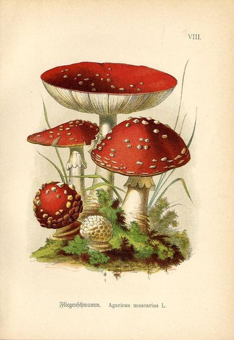 Cottagecore Posters Mushroom, Mushroom Botanical Illustration, Mushrooms Poster, Cottagecore Prints, Mushroom Poster, Vintage Botanical Illustration, Mushroom Drawing, Botanical Illustration Vintage, Vintage Mushroom