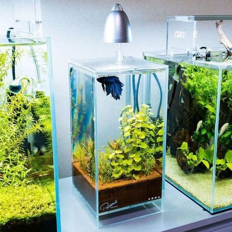 Aquascape Mini, Mini Aquascape, Creative Gardening Ideas, Types Of Betta Fish, Mini Fish Tank, Gardens Photography, Fish Tank Themes, Fish Pond Gardens, Tail Pattern