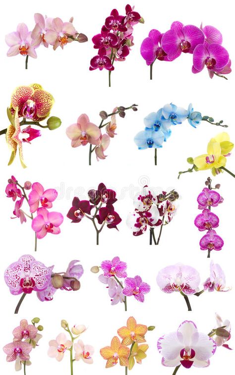 Orchids flowers phalaenopsis orchid flower. Isolated on white background , #AFFILIATE, #phalaenopsis, #orchid, #Orchids, #flowers, #white #ad Water Culture Orchids, Orchid Flower Tattoos, Orchid Corsages, Orchid Illustration, Orchid Wallpaper, Orchid Drawing, Orchids Painting, Oncidium Orchids, Kristina Webb