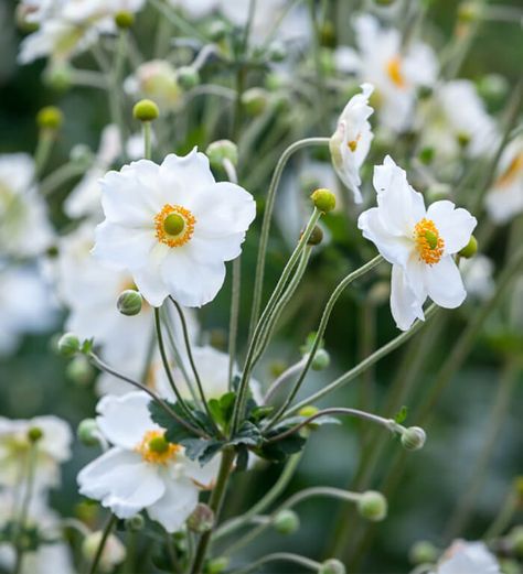 Japanese Anemone, Cottage Garden Plants, Anemone Flower, Cold Frame, White Gardens, Shade Plants, Garden Soil, Back Garden, Perennial Plants