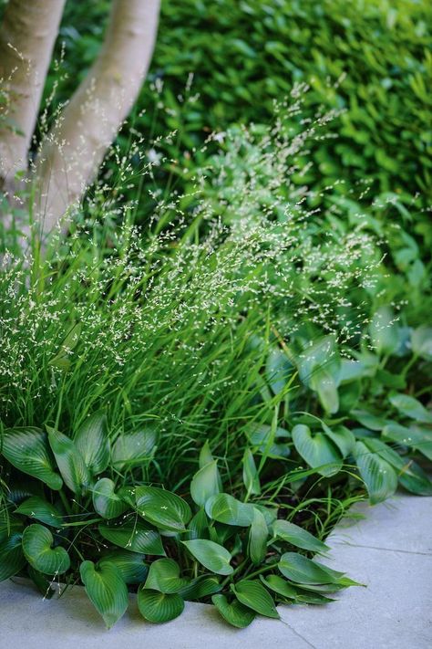 Border Garden, Woodland Plants, Courtyard Gardens Design, London Garden, Modern Garden Design, Plant Combinations, White Gardens, Small Garden Design, Courtyard Garden