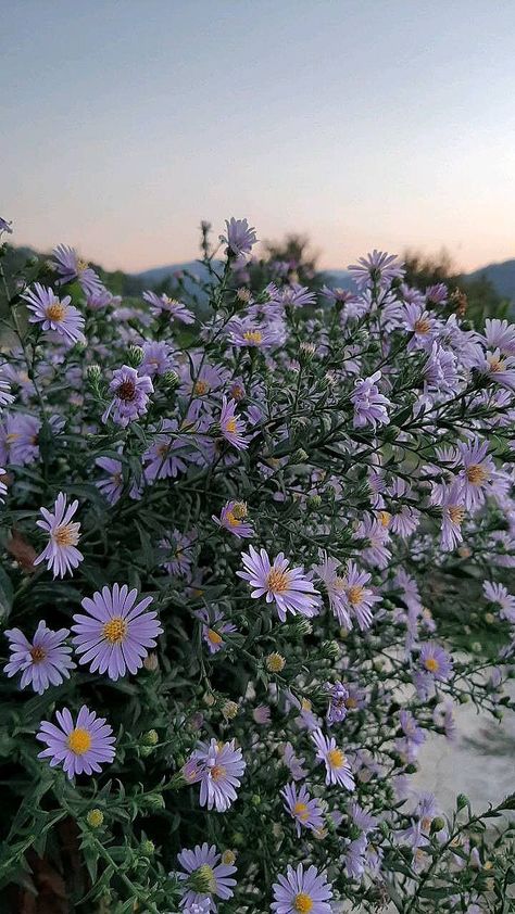 Playlist Covers Ideas, Old Background, Minimalist Desktop Wallpaper, Background Border, Aster Flower, Lavender Aesthetic, Flowers Photography Wallpaper, Garden Dress, Spring Wallpaper