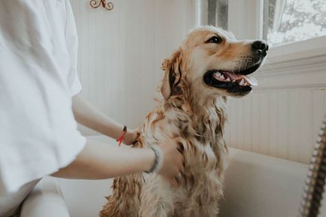 If your dog suffers from consistent itching, you may want to consider an anti-itch dog shampoo. Check out our guide to the best dog shampoo for itchy skin. Grooming Design, Pets Grooming, Best Dog Shampoo, Essential Oils Dogs, Itchy Dog, Grooming Business, Paw Care, Coton De Tulear, Oils For Dogs