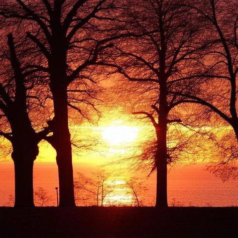 The beauty of nature is unmatched, and sunsets like this remind us of life’s simple wonders. 🌅✨ Silhouettes of trees framing the fiery glow of the sun as it kisses the ocean goodbye for the day. 🌳🔥 Captured this breathtaking scene with the help of AI—nature meets creativity! What’s your favorite sunset memory? 🌇🤖 #GoldenHourGlow #SunsetSilhouette #TreeLovers #NatureGlow #OceanSunset #ScenicVibes #GoldenHourBeauty #PeacefulMoments #AIArtistry #NatureInspired #SereneScenes #MagicalSunset #Digi... Tree Scene, Sunset Silhouette, Ocean Sunset, Setting Sun, The Ocean, Nature Inspiration, The Help, Natural Beauty, The Sun