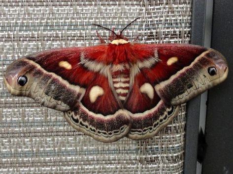 Cool Moths, Gcse Textiles, Colorful Moths, Interesting Creatures, Cute Moth, Cool Insects, Piskel Art, Moth Art, Cool Bugs