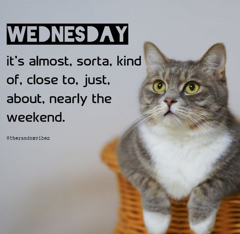 Wednesday : it's almost, sorta, kind of, close to, just about, nearly the weekend. #Wednesdayquotes #Wednesdaysayings #Catmemes #Funnywednesdayquotes #Wednesdymemes #Wednesdaymorningquotes #Morningquotes #Goodmorningquotes #Wednesdaymotivation #Inspirationalwednesdayquotes #Dailyquotes #Everydayquotes #Instaquotes #Instastories #Quotesandsayings #Memes #therandomvibez Funny Wednesday Memes, Funny Wednesday Quotes, Wednesday Sayings, Funny Wednesday, Meme Cats, Wednesday Memes, Wednesday Morning Quotes, Wednesday Humor, Sigh Of Relief