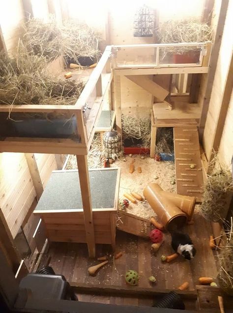 Guinea Pig Shed Ideas, Rabbit Shed Setup, Rabbit Shed Ideas, Guniea Pig Indoor Cage, Ginipigs Cage, Bunny Sheds, Rabbit Playground, Guniea Pig Outdoor Cage, Rabbit Cages Outdoor