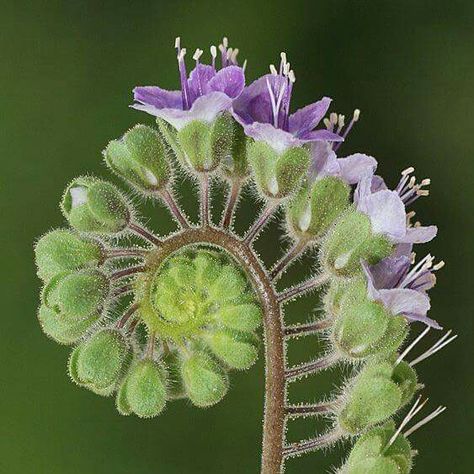 Beautiful, natures art Spirals In Nature, Geometry In Nature, Unusual Plants, Unusual Flowers, Exotic Flowers, Purple Flower, Patterns In Nature, Cool Plants, Nature Design