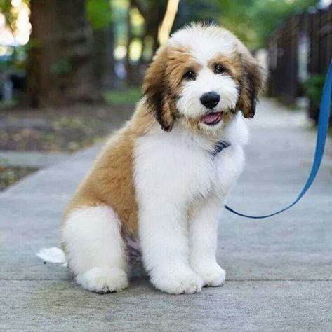 St. Berdoodle dog Saint Bernard Poodle, Bernadoodle Puppy, Aussie Doodle, St Berdoodle, Dog Crossbreeds, Corgi Dachshund, Puppy Grooming, Bernedoodle Puppy, Teddy Dog