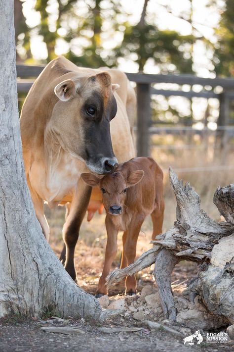 Clarabelle, a former dairy cow who was rescued by Edgar's Mission in Australia with her baby, Valentine. All of Clarabelle's previous babies had been taken from her so she tried to hide Valentine at first. Luckily, she will be able to stay with this daughter for life. Cow And Calf, Jersey Cow, Farm Sanctuary, Cow Pictures, Cow Calf, Dairy Cows, Vegan Animals, Baby Cows, Cow Art