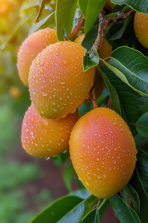 Get creative and pot your own mango tree from a seed. A fun, rewarding experience for gardeners of all levels. Tree In A Pot, Rustic Food Photography, Ripe Mango, Purple Fruit, Mango Seed, Fruit Picture, Free Fruit, Mango Fruit, Mango Tree