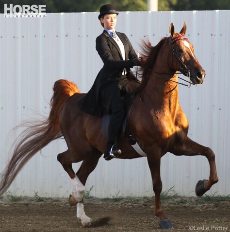 Saddleseat Riding, Clinton Anderson, American Saddlebred Horses, Saddle Rack, All Breeds Of Dogs, Equestrian Problems, Horse Western, Western Saddles, American Saddlebred