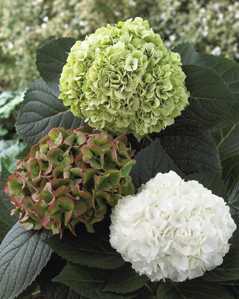 Hydrangea Magical Pearl is a winner!. Modern Country Style: The Top Ten Best Green Hydrangeas For A Modern Country Garden Click through for details. Modern Country Garden, Little Lime Hydrangea, Incrediball Hydrangea, Hydrangea Paniculata Limelight, Hydrangea Arborescens Annabelle, Garden Paradise, Limelight Hydrangea, Hydrangea Colors, Modern Country Style