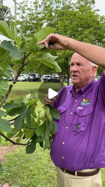 LSU AgCenter on Instagram: "Learn how to air layer a fig tree with LSU AgCenter horticulturist Ed Bush.

#Figs #Propagation #HowTo #Plants #Fruit #LSUAgCenter" How To Grow A Fig Tree, Propagate Fig Tree, Fig Fruit Tree, Tree Propagation, Fig Bush, Growing Fig Trees, Planting Techniques, Fig Tree Plant, Curb Appeal Garden