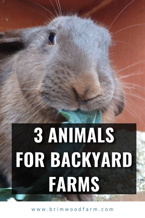 If you have a backyard farm, then here are 3 fantastic animals you should consider keeping. Backyard Farm Ideas, Utah Ranch, Edible Forest, Micro Farming, Homestead Animals, Backyard Animals, Micro Farm, Meat Rabbits, Urban Backyard