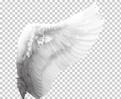 Angel Black And White, Horror Concept Art, Wing Png, Horror Concept, Angel Wings Png, Wing Angel, Wing Drawing, Wings Png, Angel Wings Art