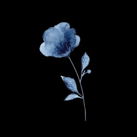 Blue Flower, Black Background, I Love You, Dark Blue, Instagram Profile, Love You, I Love, On Instagram, Blue