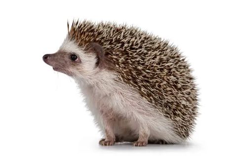 Animal Hedgehog Pet - Free photo on Pixabay - Pixabay Hedgehog Reference Photo, Hedgehog Reference, Hedgehog Standing, Hedgehog Photography, Hedgehog Photo, 2 Animals, Hedgehog Illustration, Hedgehog Pet, Animal References