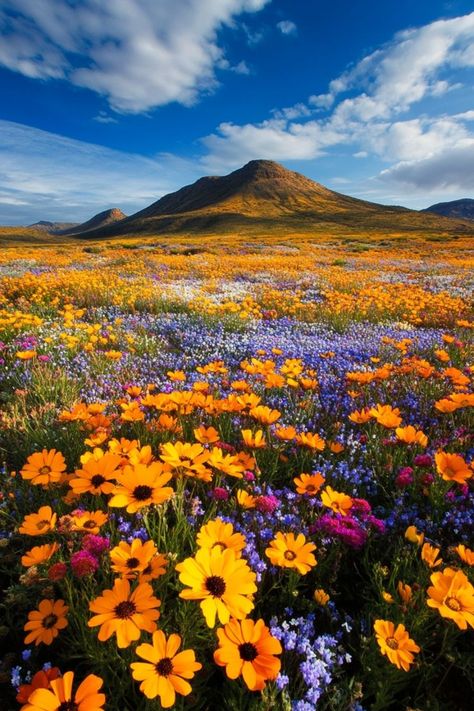 Discover the Wildflowers of Namaqualand, South Africa🌼 Visit Namaqualand in spring to see the desert come alive with colorful wildflowers. This natural spectacle is a must-see for nature lovers. 🌿🌺 #Wildflowers #SpringTravel #SouthAfrica #Namaqualand Good Morning Image Quotes, Spring Trip, Spring Theme, Cute Backgrounds, Background Pictures, Rock Garden, World Traveler, Good Morning Images, Art Reference Photos