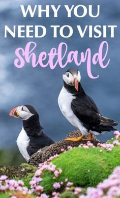 Scotland Bucket List, Shetland Islands Scotland, Scotland Food, Scotland Itinerary, Isle Of Mull, My Backpack, Food To Eat, Orkney Islands, Shetland Islands