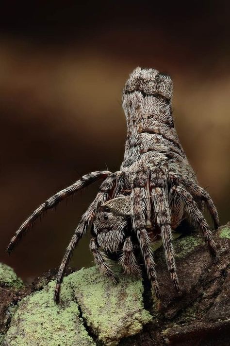 Acroaspis olorinap - Orb-Weaver Spider Maitland NSW Australia Creepy Insects, Weird Looking Animals, Spider Species, Wolf Spider, Cool Insects, Amazing Animal Pictures, Cool Bugs, Beautiful Bugs, Arthropods