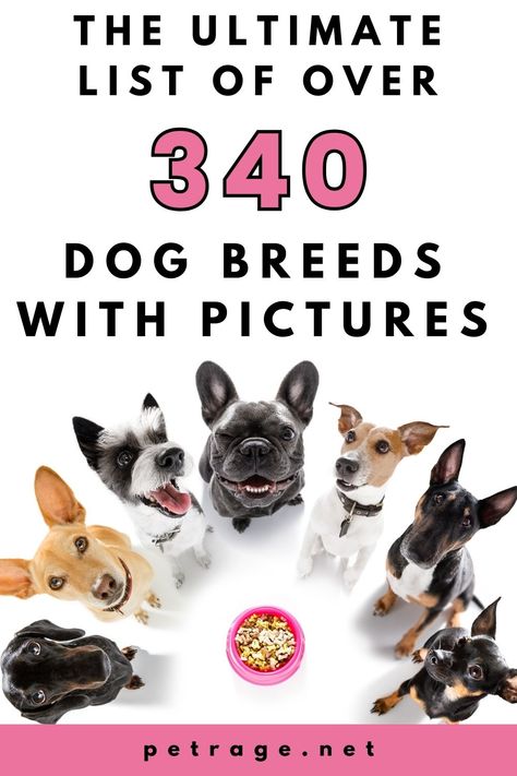 Looking for a specific dog breed? Check out our a-z list of over 340 breeds with pictures and basic facts! You're sure to find the perfect pup for your family. All Dog Breeds List, Types Of Dogs Breeds List, Small Dog Breeds Chart, Stabyhoun Dog, List Of Dog Breeds, Dog Breeds For Families, Dog Breeds Chart, Miniature Dog Breeds, Dog Infographic