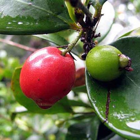 Cedar Bay Cherry Fruit Cherry Nutrition Facts, Guava Plant, Health Benefits Of Cherries, Cherry Plant, Guava Tree, Strawberry Guava, Guava Leaves, Guava Fruit, Leaves Changing Color