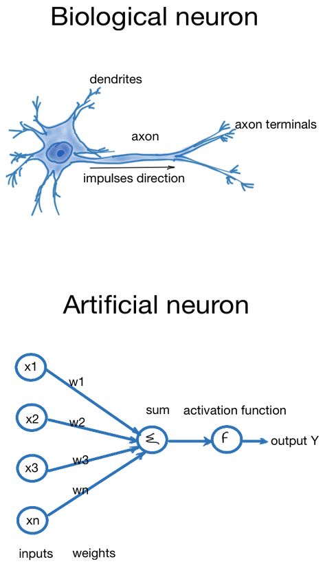 Biological and Artificial Neurons Deep Learning Algorithm, Neural Engineering, Computational Neuroscience, Programming Notes, Work Physics, Brain Neurons, Scientific Writing, Learn Physics, Machine Learning Deep Learning