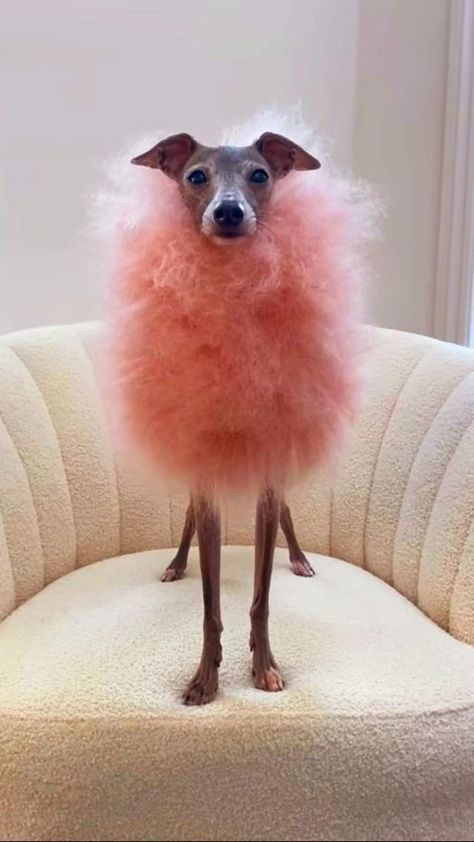 Dog Wearing Clothes, Fancy Dog, Dog Costumes, Silly Animals, Tickled Pink, Italian Greyhound, Whippet, Little Dogs, Small Dog