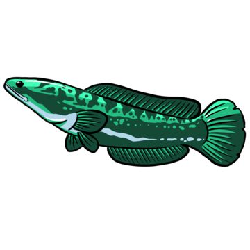 Snakehead Fish, Remove Background From Image, Fish Vector, Png Transparent Background, Vector File, Vector Design, Png Images, Background Images, Tik Tok