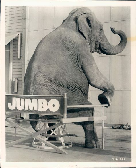 In 1962, Syd the Elephant, Star of MGM's Movie Billy Rose's Jumbo. Elephant Love, My Funny Valentine, Big Top, Vintage Circus, African Elephant, An Elephant, Gentle Giant, Four Legged, Animal Kingdom