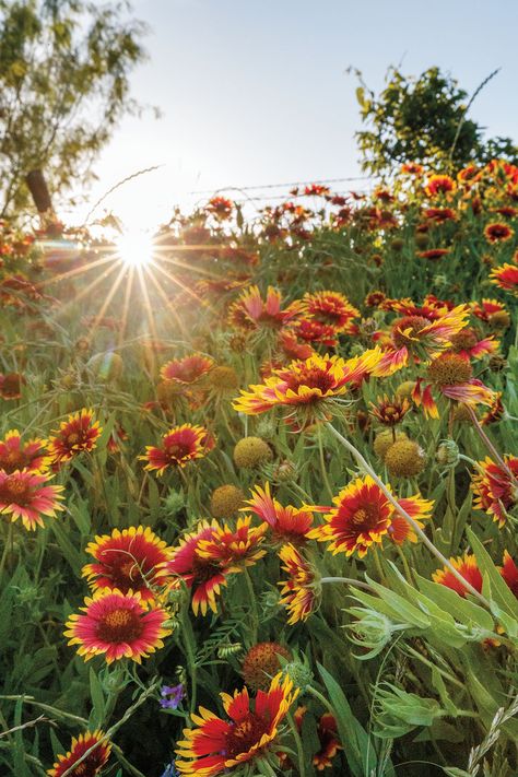 Texas Wildflowers, Field Of Wildflowers, Fairy Garden Ideas, Wildflowers Photography, Wildflower Photo, Fancy Flowers, Indian Paintbrush, Gravel Garden, Flower Landscape