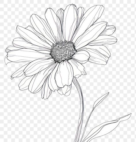 Daisy Drawings Simple, Line Drawing Daisy, Daisy Flower Sketch, Trees Art Drawing, Daisy Sketch, Drawing Daisy, Daisy Drawing, Daisy Theme, Paper Cartoon