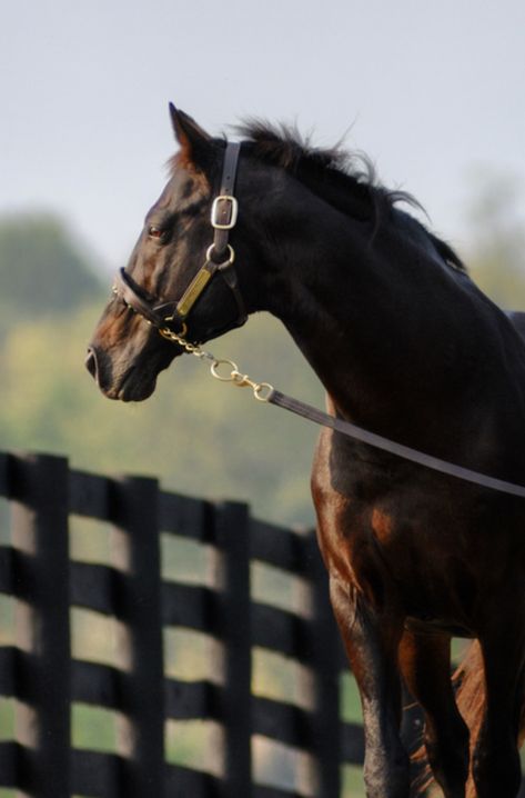 Bay Thoroughbred, Thoroughbred Stallion, Western Pleasure Horses, Aggressive Behavior, Thoroughbred Racehorse, Horse Show Clothes, Beautiful Horse Pictures, Clydesdale Horses, Barrel Racing Horses