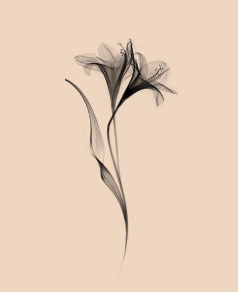 Flowers Blowing In The Wind Tattoo, Unique Fun Tattoos, Celestial Rose Tattoo, X Ray Tattoo Flower, Xray Lily Tattoo, X Ray Lily Tattoo, X Ray Tattoo Ideas, Tattoo Of Lily Flower, Saranghae Tattoo