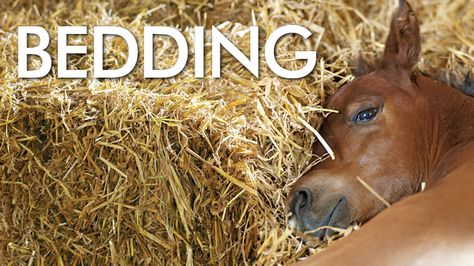 Horse Bedding Stalls, Stall Flooring, Horse Shed, Land Ideas, Barn Stalls, Horse Bedding, Equine Care, Best Bedding, Clean Bed