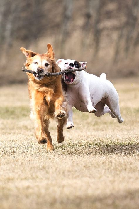 Dogs Playing, Training Dogs, Dog People, Puppy Training, Training Tips, Mans Best Friend, Animals Friends, Dog Life, Dog Pictures