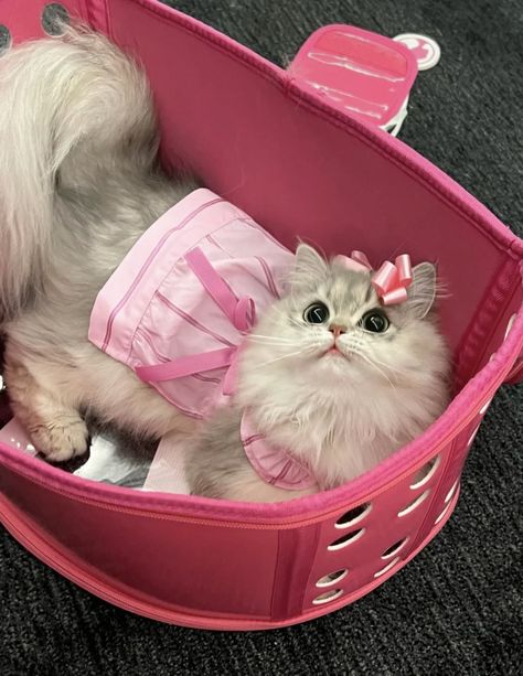 kimi on Twitter: "https://t.co/IAWrOHfavA" / Twitter Barbie Cat, Barbie Series, Cute Barbie, New Barbie, Pet Bag, Cats Meow, Cute Pins, Baby Dogs