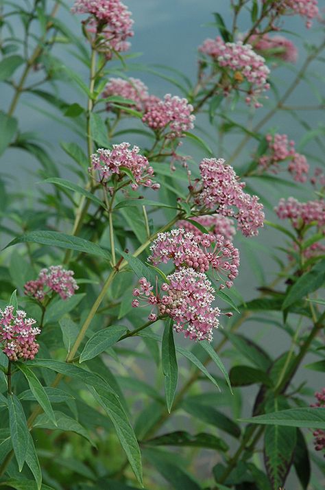 Click to view full-size photo of Swamp Milkweed (Asclepias incarnata) at English Gardens Asclepias Incarnata, Milkweed Plant, Swamp Milkweed, Pollinator Garden, Garden Guide, Rain Garden, Native Garden, Plant Cuttings, Fragrant Flowers