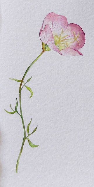 watercolor flower Pink Primrose Tattoo, Evening Primrose Tattoo Flower, Primrose Drawing Simple, Primrose Flower Drawing, Buttercup Watercolor, Watercolor Primrose, Primrose Watercolor, Blueberries Art, Primrose Tattoo