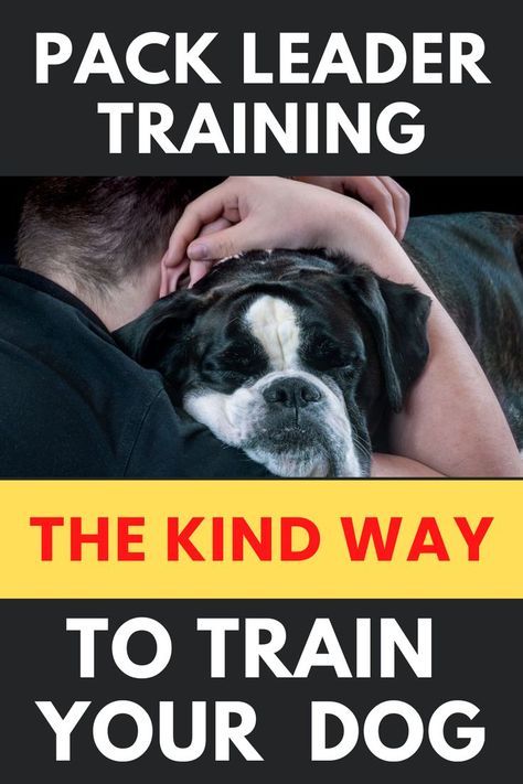 Dog Pack Leader Training Working Dog Breeds, Diy Christmas Outfit, Dog Boredom, Train A Dog, Dog Pack, Dog Behavior Problems, Pack Leader, Therapy Animals, Dog Training Techniques