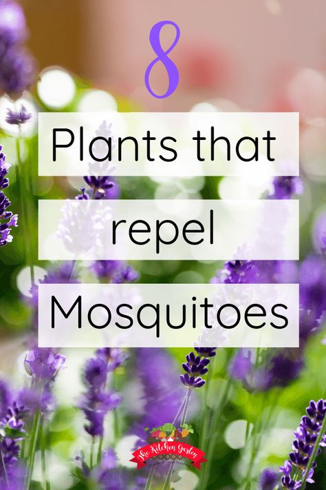 Deter mosquitoes naturally with these plants that repel mosquitoes. From beautiful bee balm to fragrant basil, many plants work as natural mosquito repellents. Safe for kids and pollinators, these plants work double duty. DIY | Natural Pest Control | For Yard | For Patio #mosquitocontrol #naturalpestcontrol via @cpjsouthern Plants That Repel Mosquitoes, Plants That Repel Bugs, Mosquito Repelling, Mosquito Plants, Fall Fruit, Garden Wagon, Plant Containers, Natural Mosquito Repellant, Photo Hacks