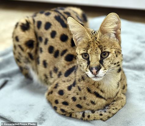 Reports about the spotted feline started coming in on November 3 in Reading, about 60 mile... Cats As Pets, African Serval, Serval Cat, Jungle Cats, African Cats, Several Cat, Serval Cats, Herding Cats, Cat Vs Dog